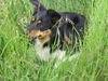 Border Collie Hund