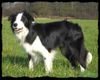 Border Collie Hund