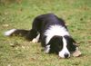 Border Collie Hund