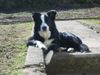 Border Collie Hund