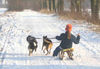 Border Collie Hund