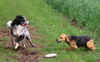 Border Collie Hund