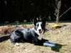 Border Collie Hund