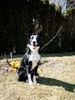 Border Collie Hund