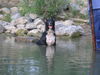 Border Collie Hund