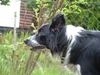 Border Collie Hund