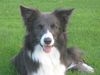 Border Collie Hund