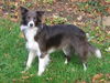 Border Collie Hund