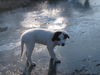 Border Collie Hund