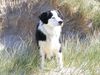 Border Collie Hund