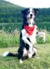 Border Collie Hund