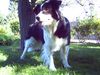 Border Collie Hund