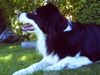 Border Collie Hund