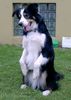 Border Collie Hund