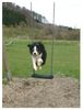 Border Collie Hund