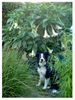 Border Collie Hund