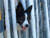 Border Collie Hund