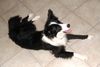 Border Collie Hund