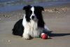 Border Collie Hund