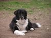 Border Collie Hund