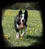 Border Collie Hund