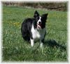 Border Collie Hund