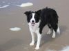 Border Collie Hund