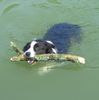 Border Collie Hund