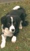 Border Collie Hund