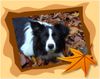 Border Collie Hund