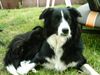 Border Collie Hund