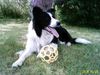 Border Collie Hund