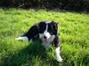 Border Collie Hund