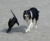 Border Collie Hund