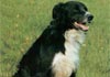 Border Collie Hund