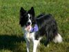 Border Collie Hund