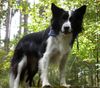 Border Collie Hund