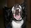 Border Collie Hund