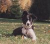 Border Collie Hund