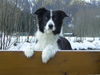 Border Collie Hund