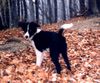 Border Collie Hund