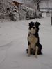 Border Collie Hund