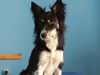 Border Collie Hund