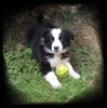 Border Collie Hund