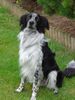 Border Collie Hund