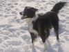 Border Collie Hund