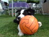 Border Collie Hund