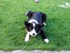 Border Collie Hund