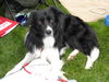 Border Collie Hund