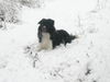 Border Collie Hund